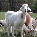 Mah Goats