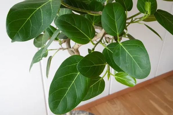 Ficus benghalensis