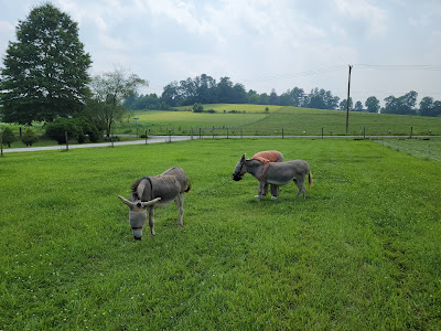 Mini-donkeys in a pasture