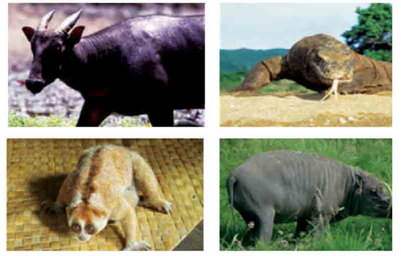 Fauna tipe Asiatis Fauna tipe Peralihan dan Fauna tipe 