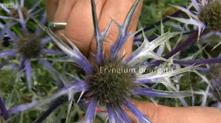 Eryngium Bourgatii