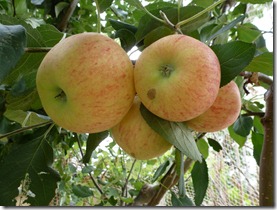 Royal Gala apples borne on a Granny Smith apple tree after grafting nearly two years ago. P1020298