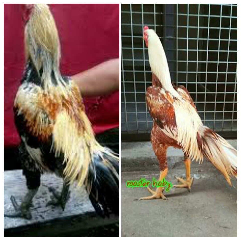  Ayam  Bangkok Khas Bulu Jalak Wido  Paling Populer AYAM  