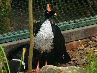 Horned Guan Birds Photos 5