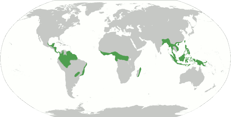 Animals Plants Rainforest: What is rainforest?where is rainforest?