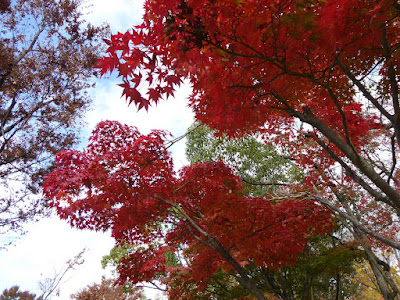 王仁公園・秋の紅葉ウォーキング　紅色のモミジ