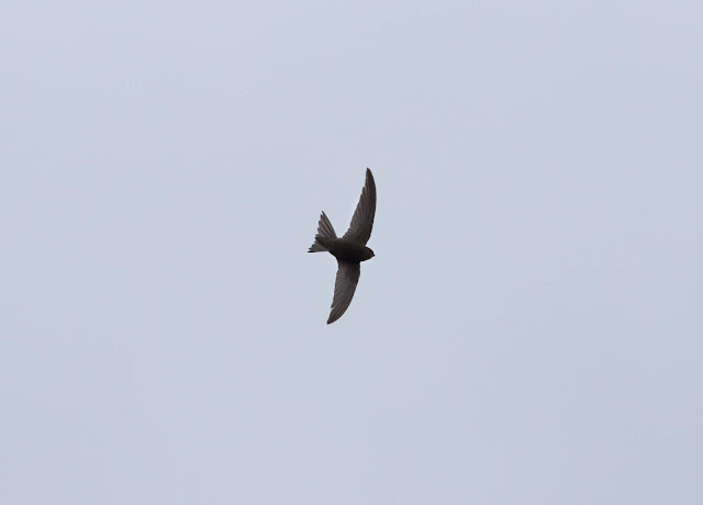 Plain Swift - Barranco de Ruiz, Tenerife