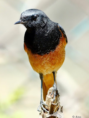 "Black Redstart - Phoenicurus ochruros perched on a stump,displaying dark plumage with contrasting orange-red tail feathers. Winter common migrant to Mount Abu."