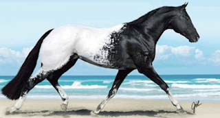 10 σπάνια και όμορφα άλογα που δεν ξανά έχετε δει ποτέ