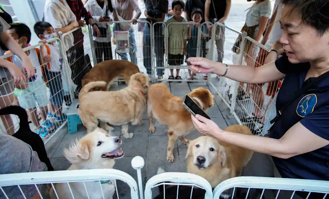 Pets are popular in Taiwan but having kids is not