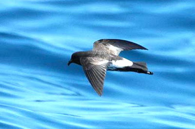 New Zealand Storm Petrel 