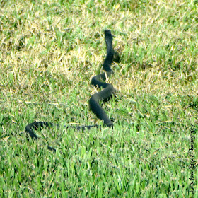 Black Rat Snake - Leesburg, Florida