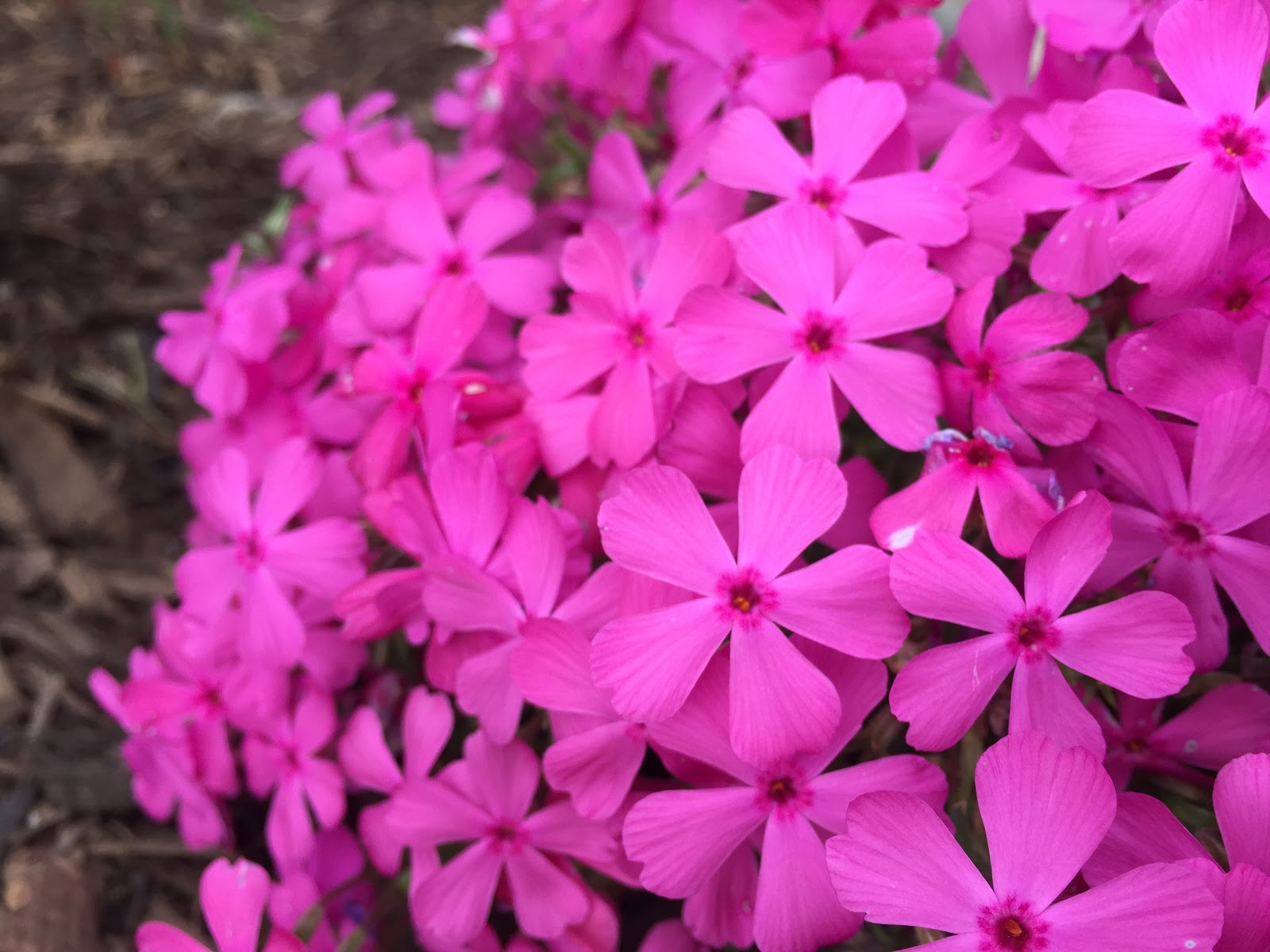 Phlox subulata 'Drummond's Pink'