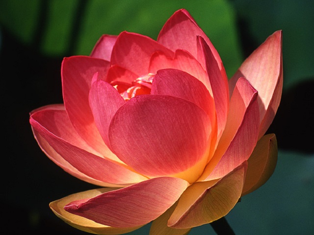 Lotus Flower Images hd - Lotus Flower Images, Picture Download - Lotus flower NeotericIT.com