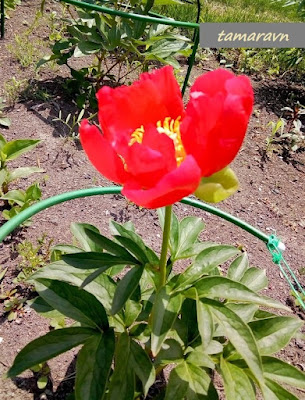 Пион 'Брайтнис' (Paeonia 'Brightness')