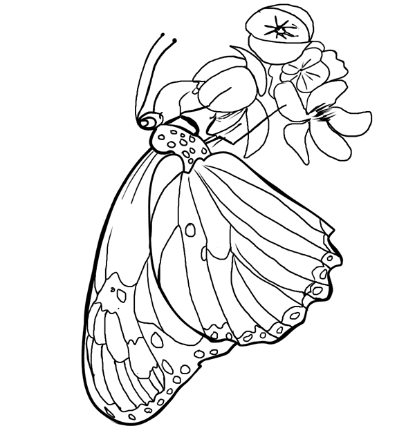 butterfly-coloring-pages-and-printable