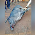 Man gored to death by wild boar in Ratanakkiri