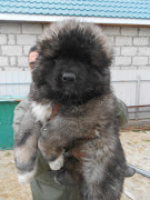 Caucasian Shepherd Dogs are stronglyboned, and muscular and eventempered . (dscn )