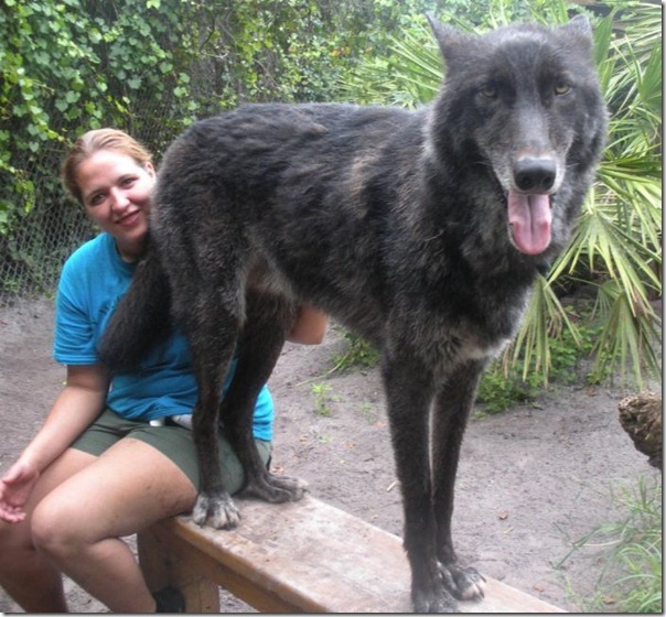 CÃO lobo (1)