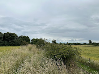 A view along a very overgrown path with lots of tall grasses growing along it.  Photograph by Kevin Nosferatu for the Skulferatu Project.