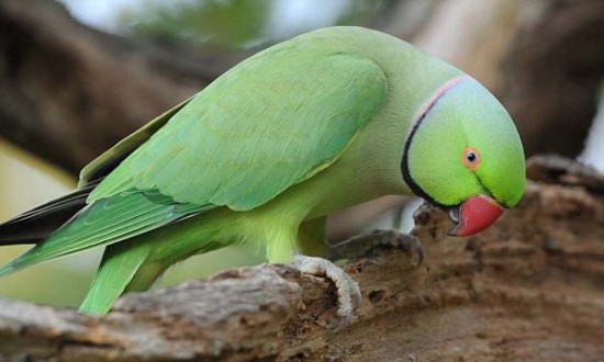 Beautiful Tia Bird Pictures - Dove, Cuckoo, Myna, Tia, Pigeon, Kingfisher, Cockatoo, Beautiful Bird Pictures - birds - NeotericIT.com