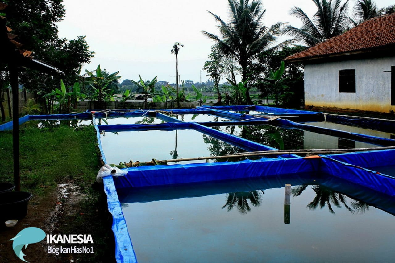 Budidaya Ikan Sidat Menggunakan Kolam Terpal