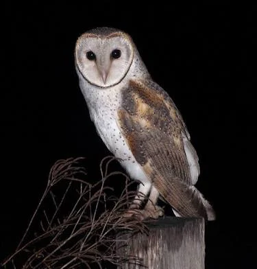 Tyto alba