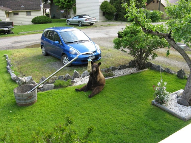 Diy Bird Feeder Pole