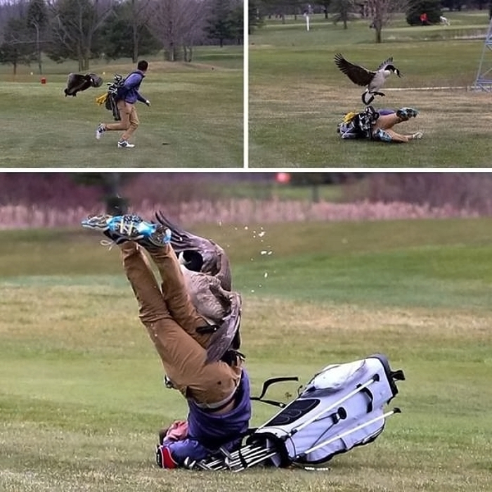 Golf Spieler faellt hin nachdem er von einem Vogel attackiert wurde Spassbilder Menschen & menschliches Glück und Unglück, Lustige Geschichte, Lustige Menschen, Lustiges über das Leben