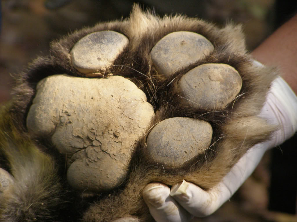 Mindless Mirth Giant Paws