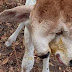 BEZERRA NASCE COM DUAS CABEÇAS NO MUNICÍPIO DE MACAÚBAS 