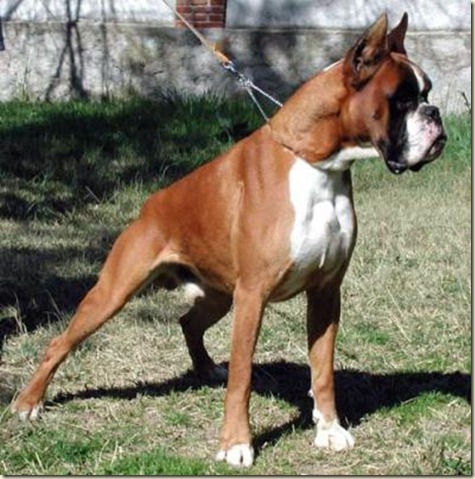 boxer