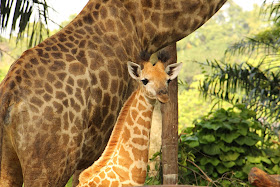Singapore Zoo’s first giraffe calf in 28 years looks curiously around his exhibit. 