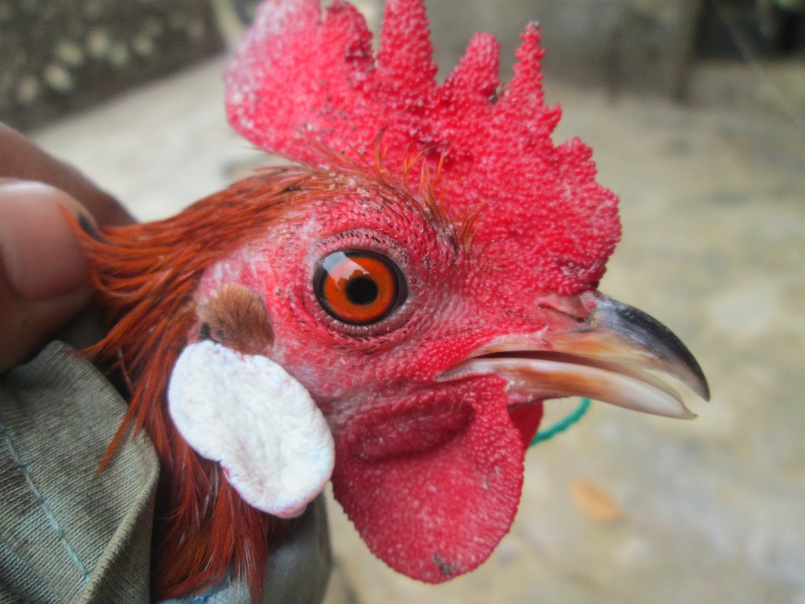  Gambar  Ayam  Hutan  Asli Uniaga Aviary Merah Malaysia 