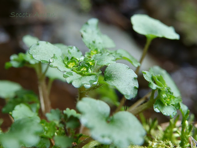 Chrysosplenium japonicum