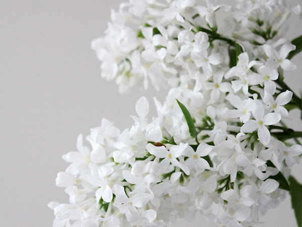 White Lilacs And Old Bottles