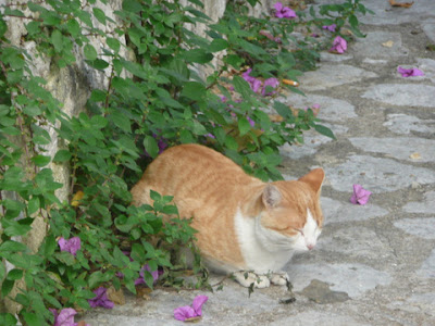 gato tranquilo junto a una pared de piedra y florecillas