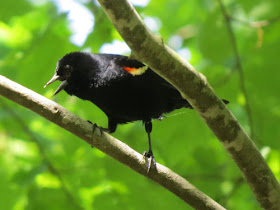 red wing blackbird