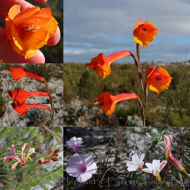 Cape Point Red Track bulbs in June