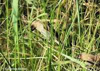 Nutmeg Mannikins foraging – Diamond Head trail, Oahu, HI – © Denise Motard