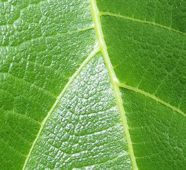 Pormenor ampliado de Folha Verde de Figueira com nervuras. Fotografia macro