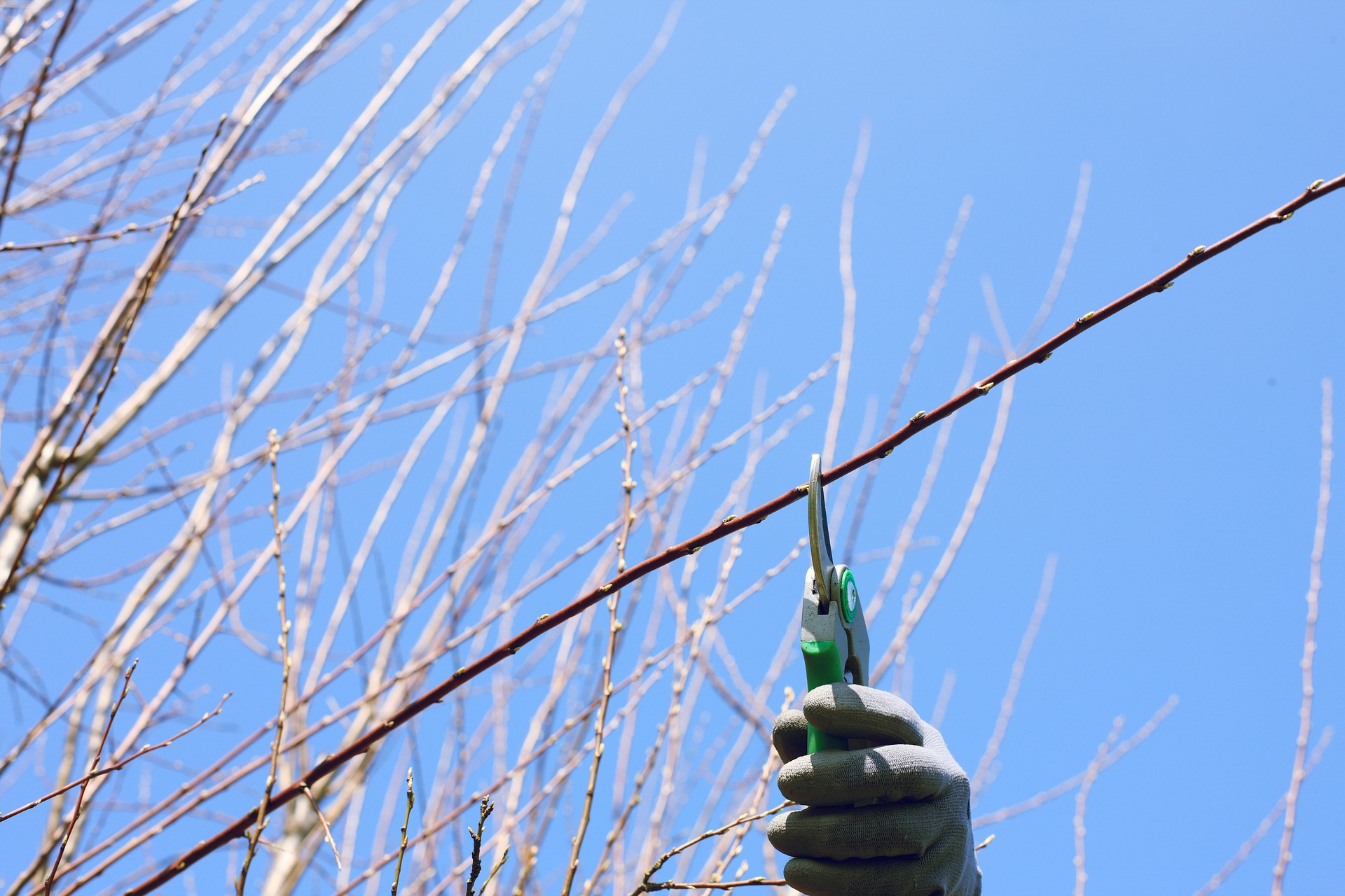 A Seasonal Guide for Tree, Shrub, Vine, Hedge, and Flowering Plant Pruning