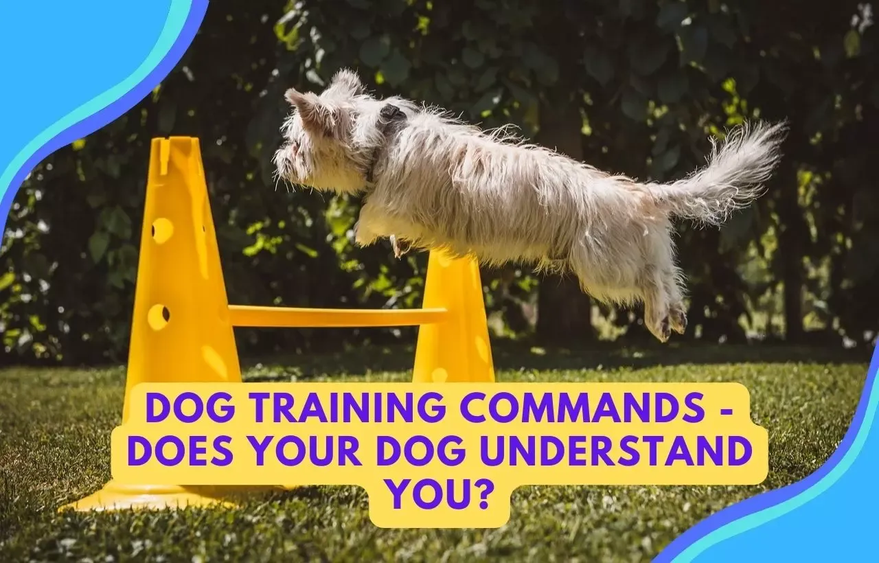 Dog Training Commands