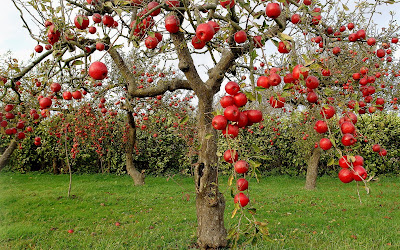 Manzanas rojas en otoño - Autumn red apples