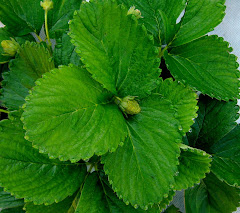 Strawberry Dew Drops