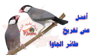 مقاس عش الجاوا