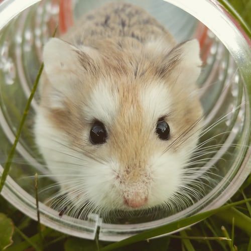 Interesting Facts About Hamsters