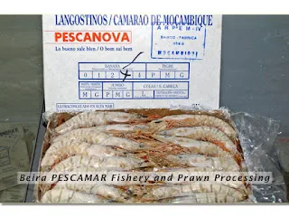 Beira Fishing company that fishes for prawns