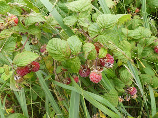 Framboisier sauvage - Rubus idaeus subsp. strigosus - Framboise