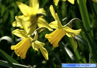 Narcisses et/ou Jonquilles